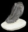Large, Hollardops Trilobite - Exceptional Specimen #56553-4